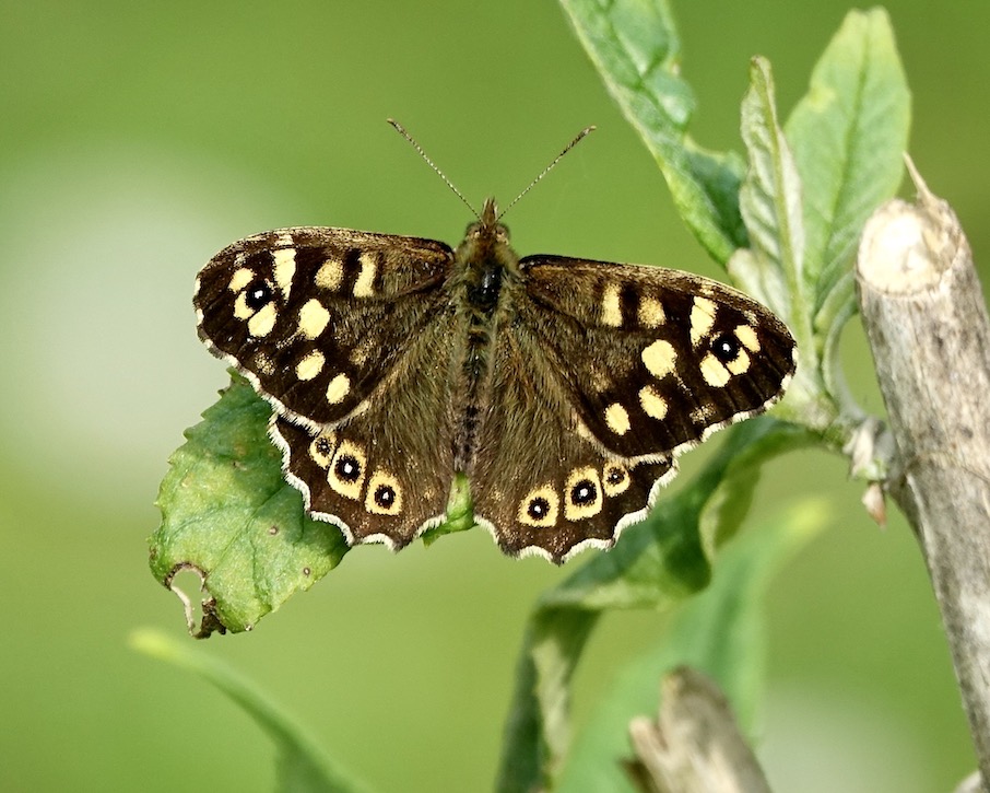 speckled wood